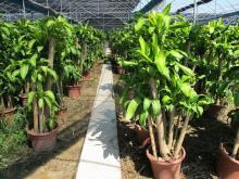 室內園藝優選 綠蘿、綠寶樹與金山棕的養護與裝飾藝術