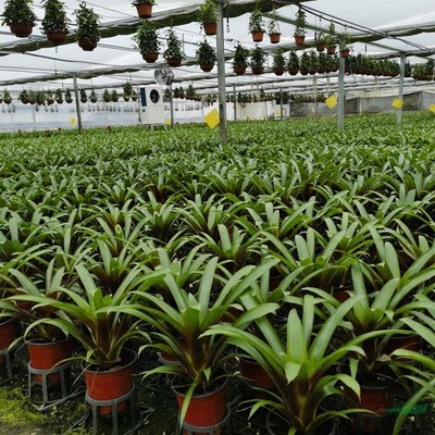 江蘇綠化苗木基地 一站式采購陽臺(tái)庭院與園林綠化優(yōu)質(zhì)產(chǎn)品