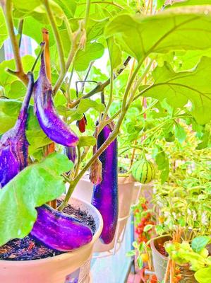 陽臺(tái)種菜 深圳人的都市田園夢(mèng)