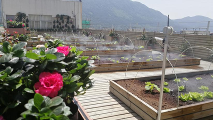 園藝產品種植技術 從選種到豐收的科學藝術