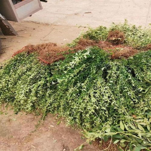 迎春花（30-40公分規格）種植方法與栽培技術指南